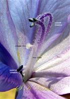  Stamens and Pistil